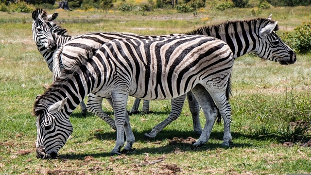 zebra-3051851(1)